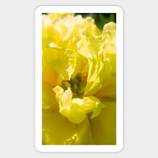 Yellow, yellow flower, flora, fauna, lime, bright yellow, bright Sticker